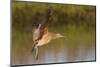 Long-Billed Curlew Landing-Hal Beral-Mounted Photographic Print