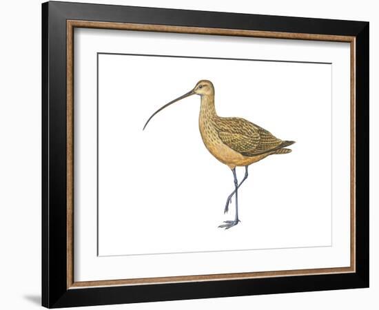 Long-Billed Curlew (Numenius Americanus), Birds-Encyclopaedia Britannica-Framed Art Print