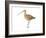 Long-Billed Curlew (Numenius Americanus), Birds-Encyclopaedia Britannica-Framed Art Print