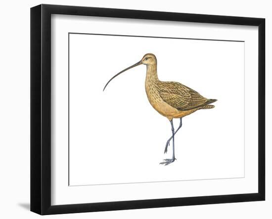 Long-Billed Curlew (Numenius Americanus), Birds-Encyclopaedia Britannica-Framed Art Print