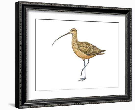 Long-Billed Curlew (Numenius Americanus), Birds-Encyclopaedia Britannica-Framed Art Print