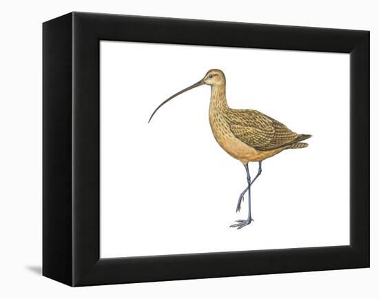 Long-Billed Curlew (Numenius Americanus), Birds-Encyclopaedia Britannica-Framed Stretched Canvas