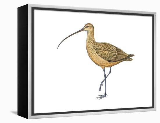 Long-Billed Curlew (Numenius Americanus), Birds-Encyclopaedia Britannica-Framed Stretched Canvas