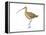 Long-Billed Curlew (Numenius Americanus), Birds-Encyclopaedia Britannica-Framed Stretched Canvas