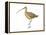 Long-Billed Curlew (Numenius Americanus), Birds-Encyclopaedia Britannica-Framed Stretched Canvas