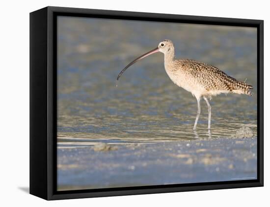 Long-Billed Curlew on North Beach at Fort De Soto Park, Florida, USA-Jerry & Marcy Monkman-Framed Premier Image Canvas