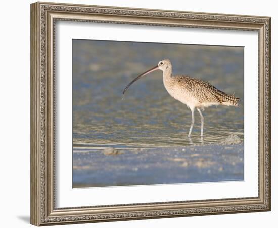 Long-Billed Curlew on North Beach at Fort De Soto Park, Florida, USA-Jerry & Marcy Monkman-Framed Photographic Print