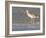 Long-Billed Curlew on North Beach at Fort De Soto Park, Florida, USA-Jerry & Marcy Monkman-Framed Photographic Print