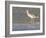 Long-Billed Curlew on North Beach at Fort De Soto Park, Florida, USA-Jerry & Marcy Monkman-Framed Photographic Print