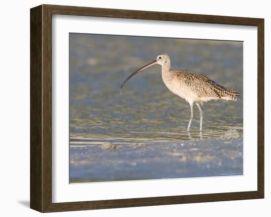 Long-Billed Curlew on North Beach at Fort De Soto Park, Florida, USA-Jerry & Marcy Monkman-Framed Photographic Print