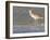 Long-Billed Curlew on North Beach at Fort De Soto Park, Florida, USA-Jerry & Marcy Monkman-Framed Photographic Print