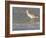 Long-Billed Curlew on North Beach at Fort De Soto Park, Florida, USA-Jerry & Marcy Monkman-Framed Photographic Print