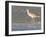 Long-Billed Curlew on North Beach at Fort De Soto Park, Florida, USA-Jerry & Marcy Monkman-Framed Photographic Print