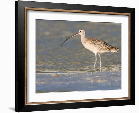 Long-Billed Curlew on North Beach at Fort De Soto Park, Florida, USA-Jerry & Marcy Monkman-Framed Photographic Print