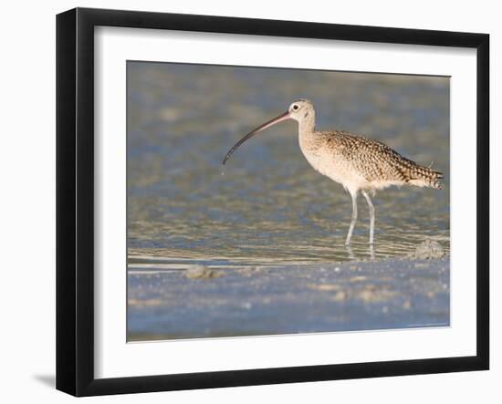 Long-Billed Curlew on North Beach at Fort De Soto Park, Florida, USA-Jerry & Marcy Monkman-Framed Photographic Print