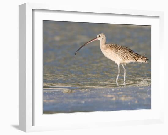 Long-Billed Curlew on North Beach at Fort De Soto Park, Florida, USA-Jerry & Marcy Monkman-Framed Photographic Print