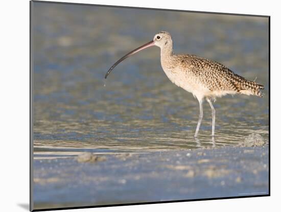 Long-Billed Curlew on North Beach at Fort De Soto Park, Florida, USA-Jerry & Marcy Monkman-Mounted Photographic Print