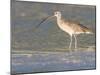 Long-Billed Curlew on North Beach at Fort De Soto Park, Florida, USA-Jerry & Marcy Monkman-Mounted Photographic Print