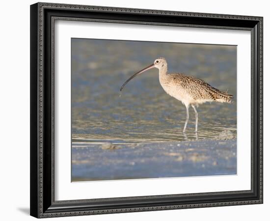 Long-Billed Curlew on North Beach at Fort De Soto Park, Florida, USA-Jerry & Marcy Monkman-Framed Photographic Print