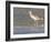 Long-Billed Curlew on North Beach at Fort De Soto Park, Florida, USA-Jerry & Marcy Monkman-Framed Photographic Print