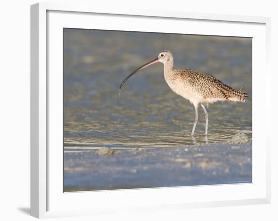 Long-Billed Curlew on North Beach at Fort De Soto Park, Florida, USA-Jerry & Marcy Monkman-Framed Photographic Print