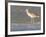 Long-Billed Curlew on North Beach at Fort De Soto Park, Florida, USA-Jerry & Marcy Monkman-Framed Photographic Print