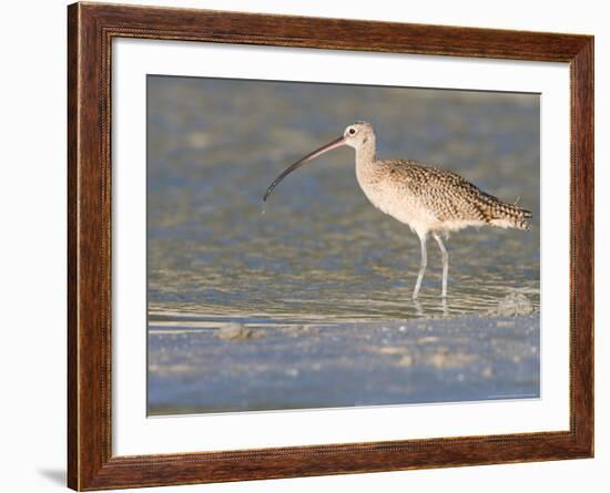 Long-Billed Curlew on North Beach at Fort De Soto Park, Florida, USA-Jerry & Marcy Monkman-Framed Photographic Print