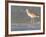 Long-Billed Curlew on North Beach at Fort De Soto Park, Florida, USA-Jerry & Marcy Monkman-Framed Photographic Print