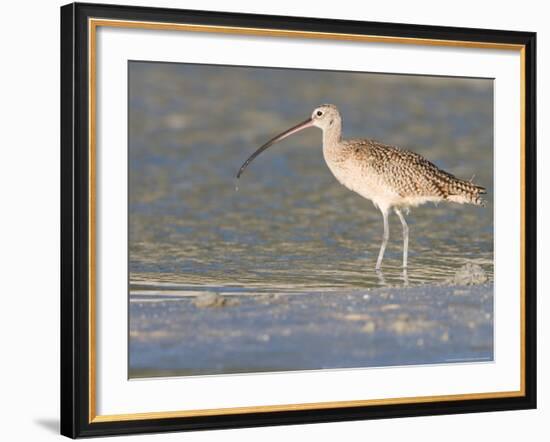 Long-Billed Curlew on North Beach at Fort De Soto Park, Florida, USA-Jerry & Marcy Monkman-Framed Photographic Print