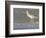 Long-Billed Curlew on North Beach at Fort De Soto Park, Florida, USA-Jerry & Marcy Monkman-Framed Photographic Print