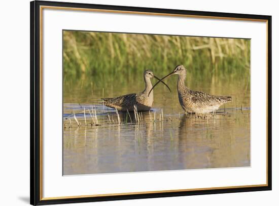 Long-billed Curlew pair-Ken Archer-Framed Premium Photographic Print