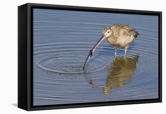 Long-Billed Curlew with Clam in it's Bill-Hal Beral-Framed Premier Image Canvas