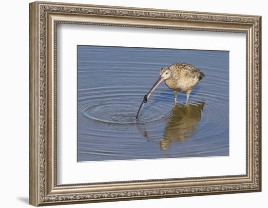 Long-Billed Curlew with Clam in it's Bill-Hal Beral-Framed Photographic Print