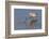 Long-Billed Curlew with Clam in it's Bill-Hal Beral-Framed Photographic Print