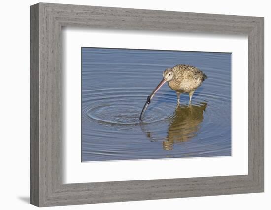 Long-Billed Curlew with Clam in it's Bill-Hal Beral-Framed Photographic Print