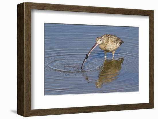 Long-Billed Curlew with Clam in it's Bill-Hal Beral-Framed Photographic Print