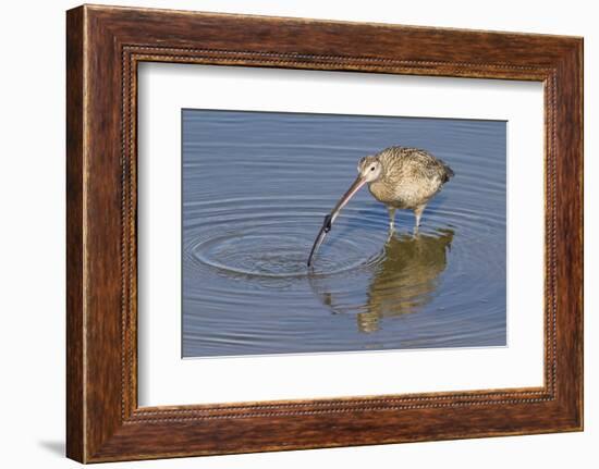 Long-Billed Curlew with Clam in it's Bill-Hal Beral-Framed Photographic Print