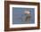 Long-Billed Curlew with Clam in it's Bill-Hal Beral-Framed Photographic Print