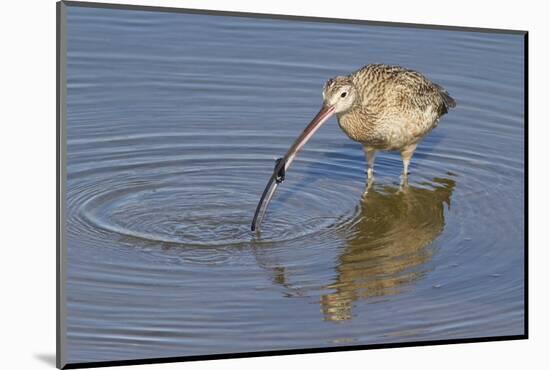 Long-Billed Curlew with Clam in it's Bill-Hal Beral-Mounted Photographic Print