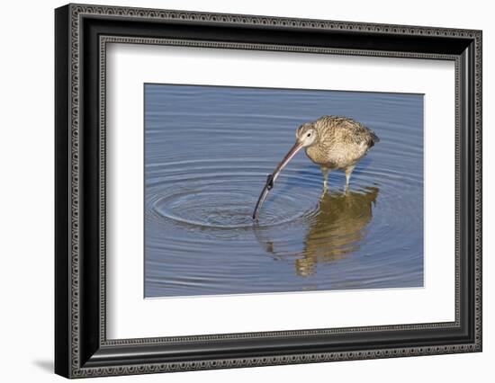 Long-Billed Curlew with Clam in it's Bill-Hal Beral-Framed Photographic Print