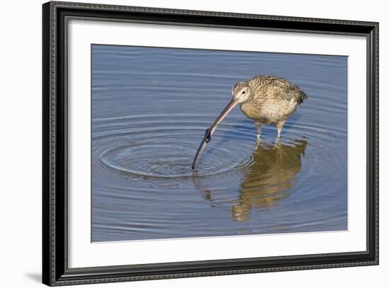 Long-Billed Curlew with Clam in it's Bill-Hal Beral-Framed Photographic Print
