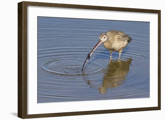 Long-Billed Curlew with Clam in it's Bill-Hal Beral-Framed Photographic Print