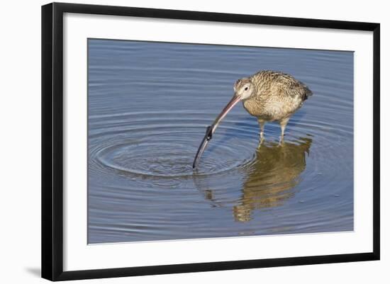 Long-Billed Curlew with Clam in it's Bill-Hal Beral-Framed Photographic Print