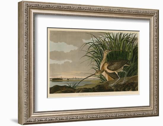 Long-Billed Curlew-John James Audubon-Framed Giclee Print