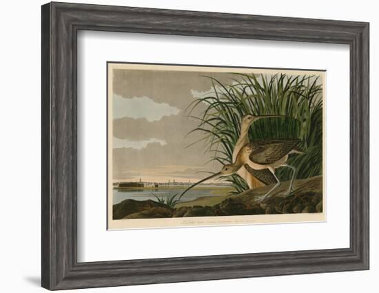 Long-Billed Curlew-John James Audubon-Framed Giclee Print