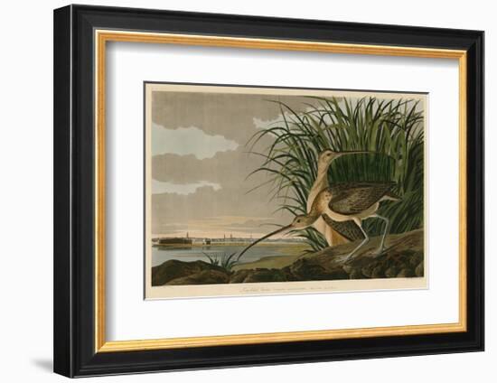 Long-Billed Curlew-John James Audubon-Framed Giclee Print