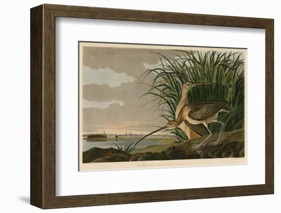 Long-Billed Curlew-John James Audubon-Framed Giclee Print