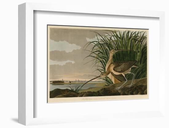 Long-Billed Curlew-John James Audubon-Framed Giclee Print