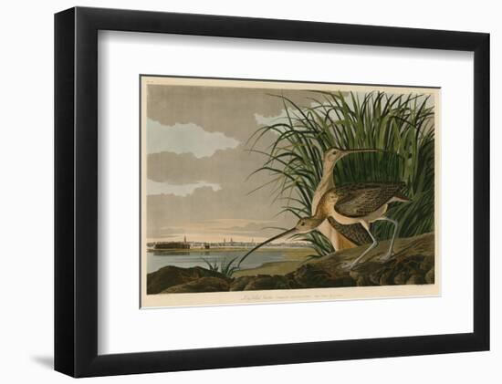 Long-Billed Curlew-John James Audubon-Framed Art Print