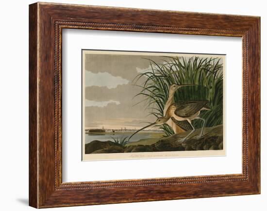 Long-Billed Curlew-John James Audubon-Framed Art Print